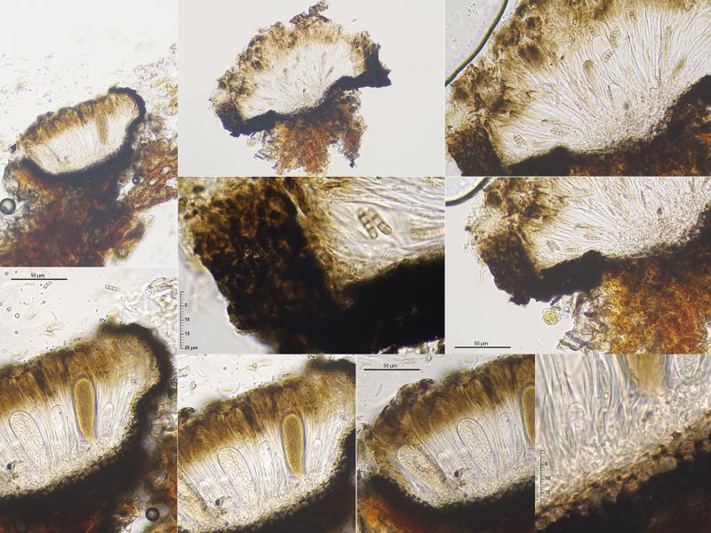 macrostoma
