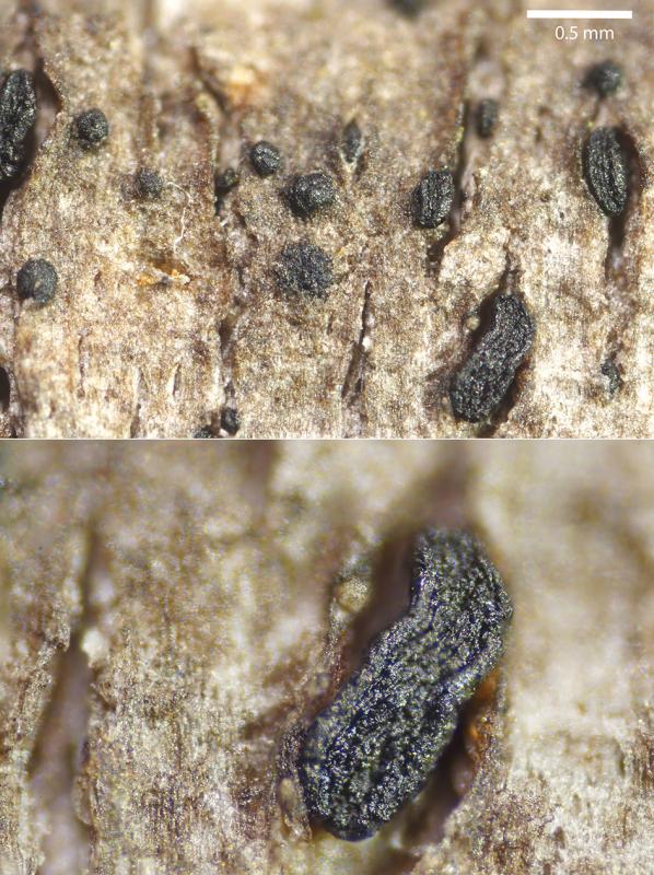 macrostoma