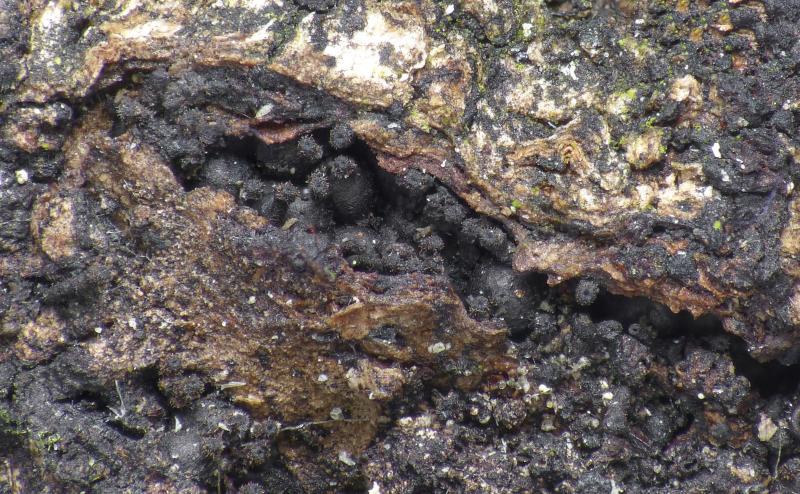 macrostoma