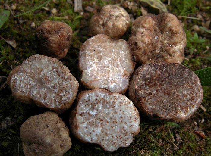 macrostoma