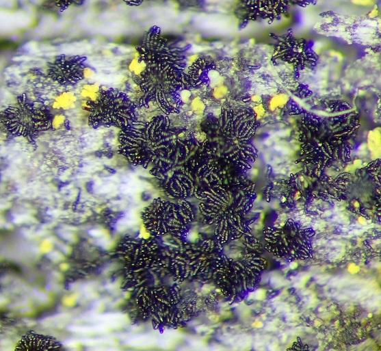 macrostoma