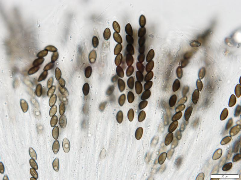 macrostoma