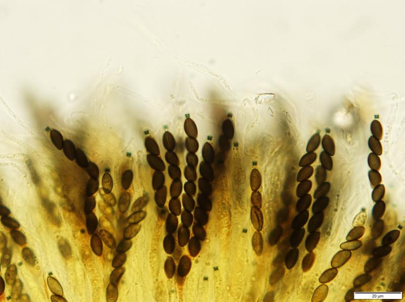 macrostoma