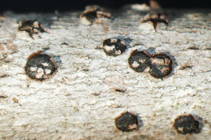 macrostoma