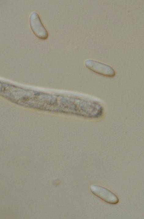 macrostoma
