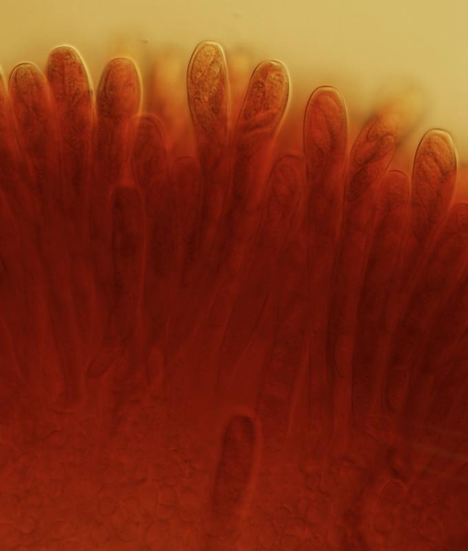 macrostoma