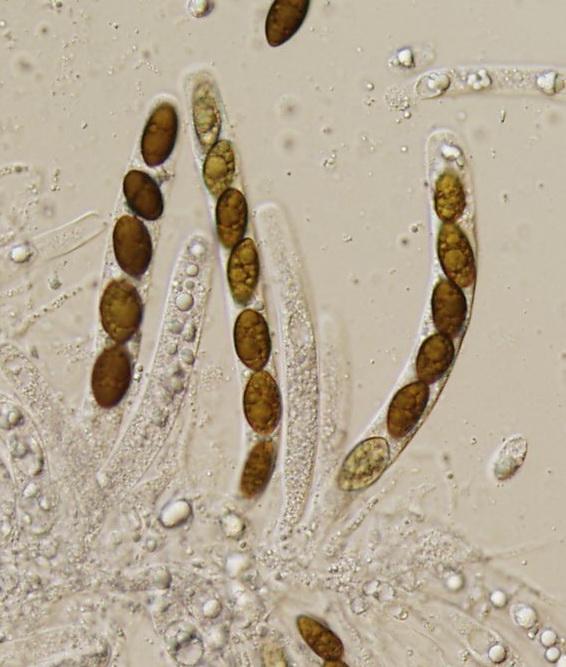 macrostoma