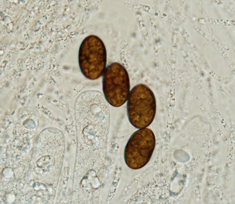 macrostoma
