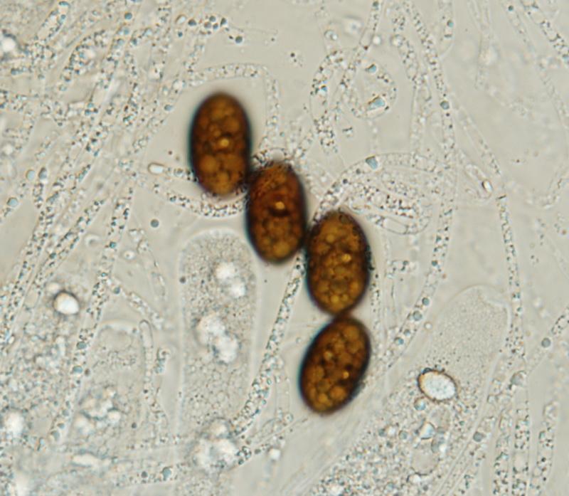 macrostoma