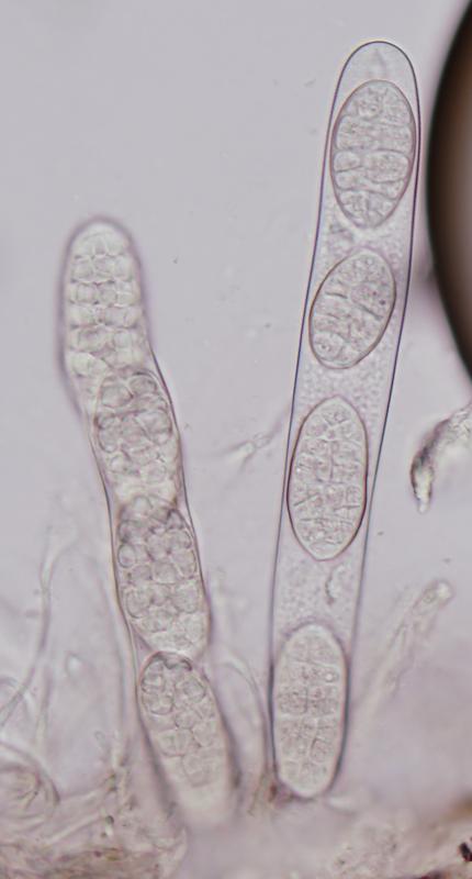 macrostoma
