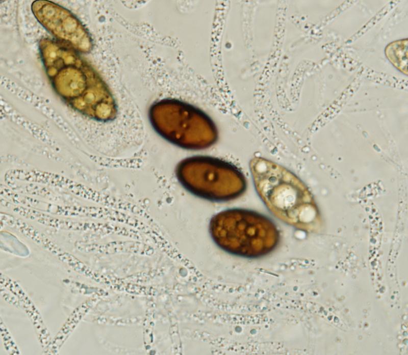 macrostoma