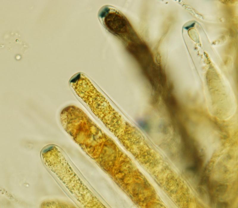 macrostoma