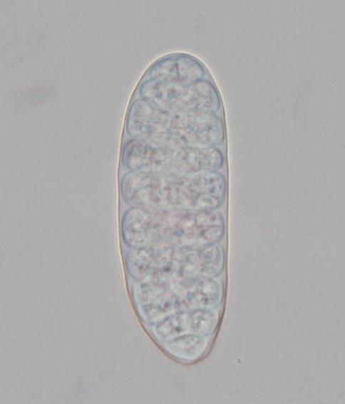 macrostoma