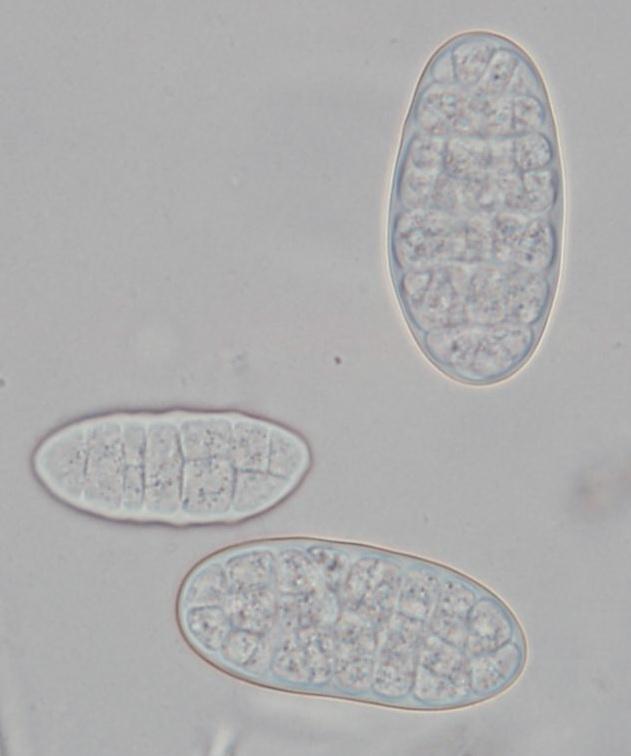 macrostoma