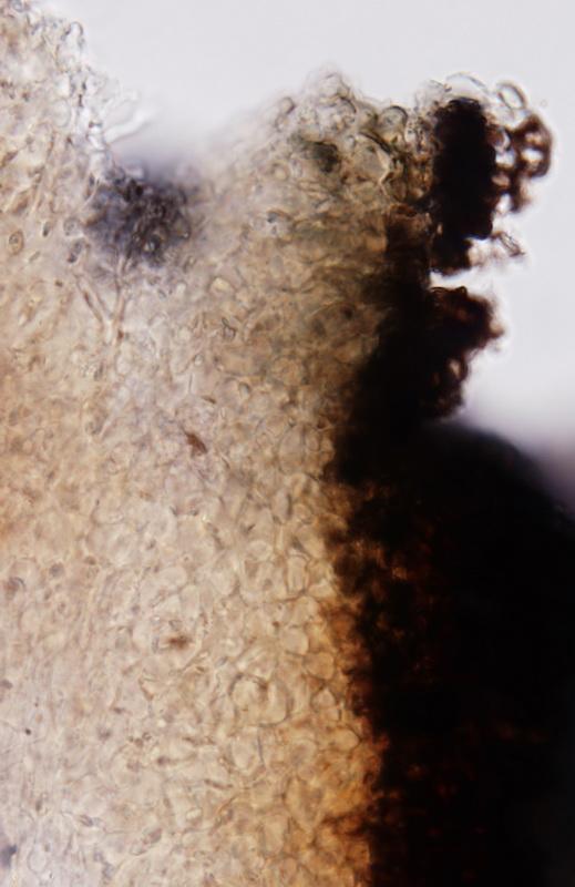 macrostoma