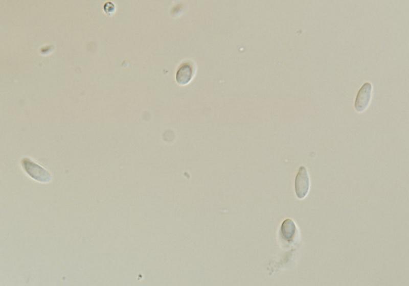 macrostoma