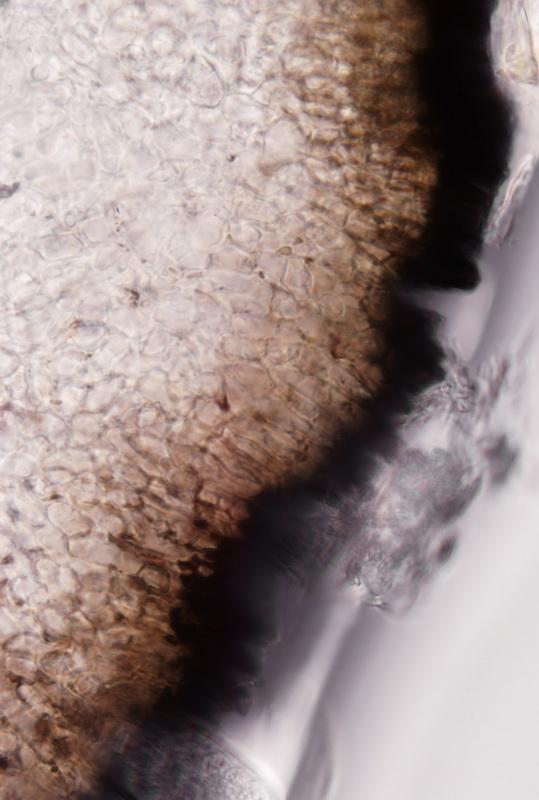 macrostoma