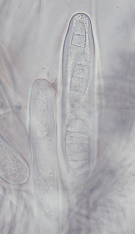 macrostoma