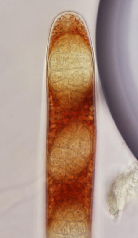 macrostoma