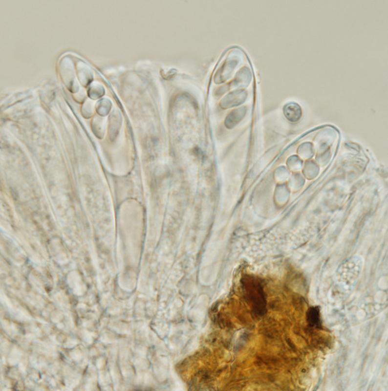 macrostoma