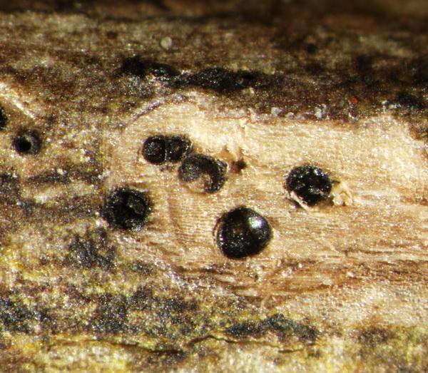 macrostoma
