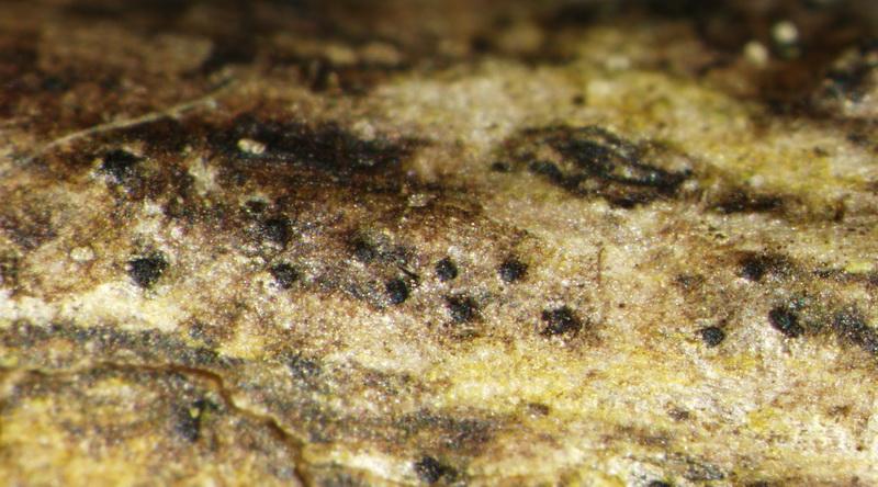 macrostoma
