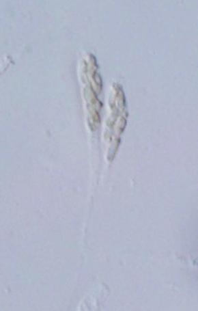 macrostoma