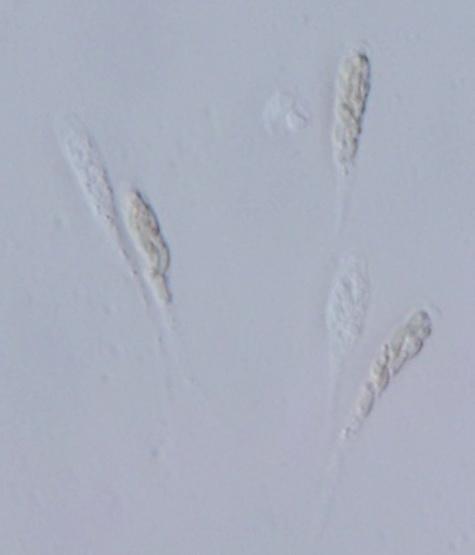 macrostoma