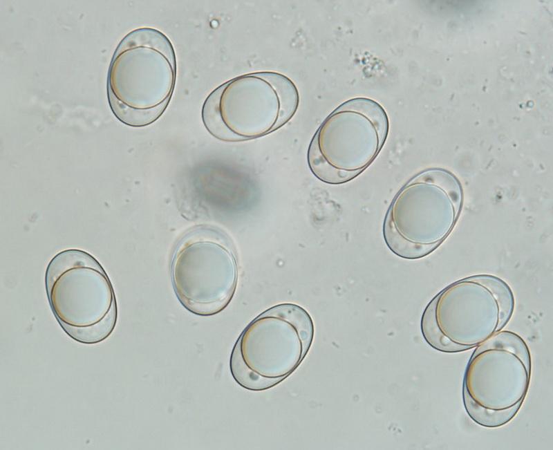 macrostoma