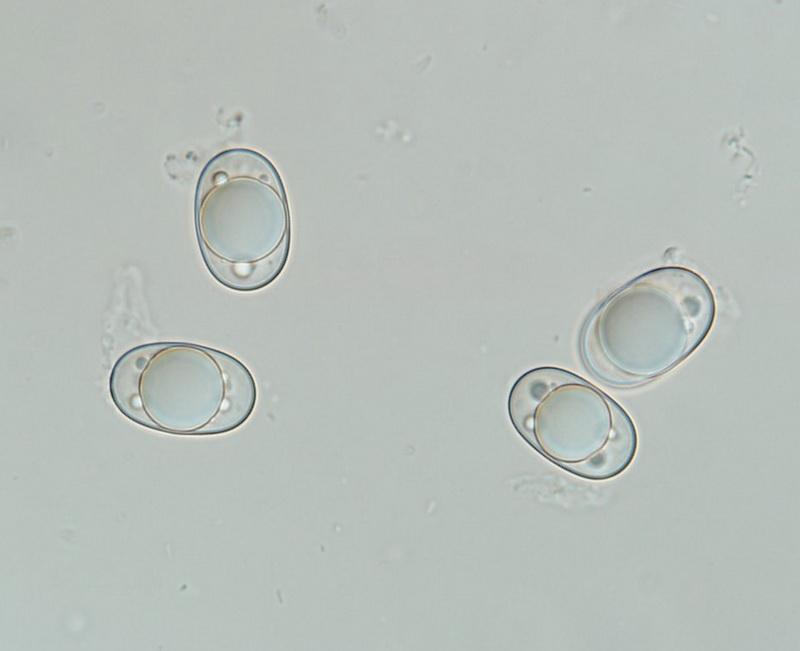 macrostoma
