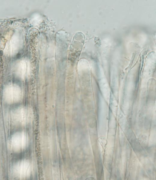 macrostoma