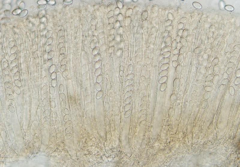 macrostoma