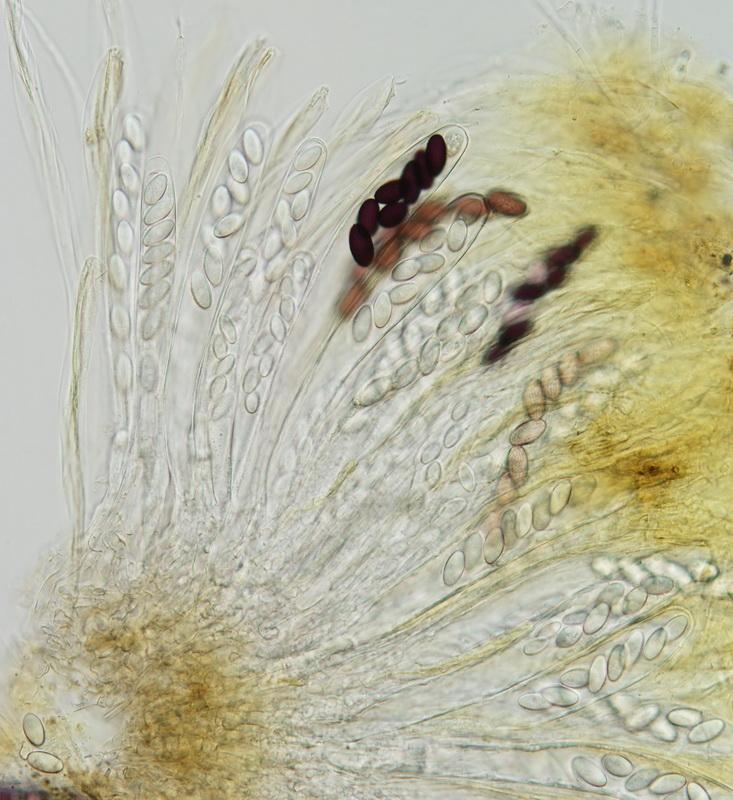 macrostoma