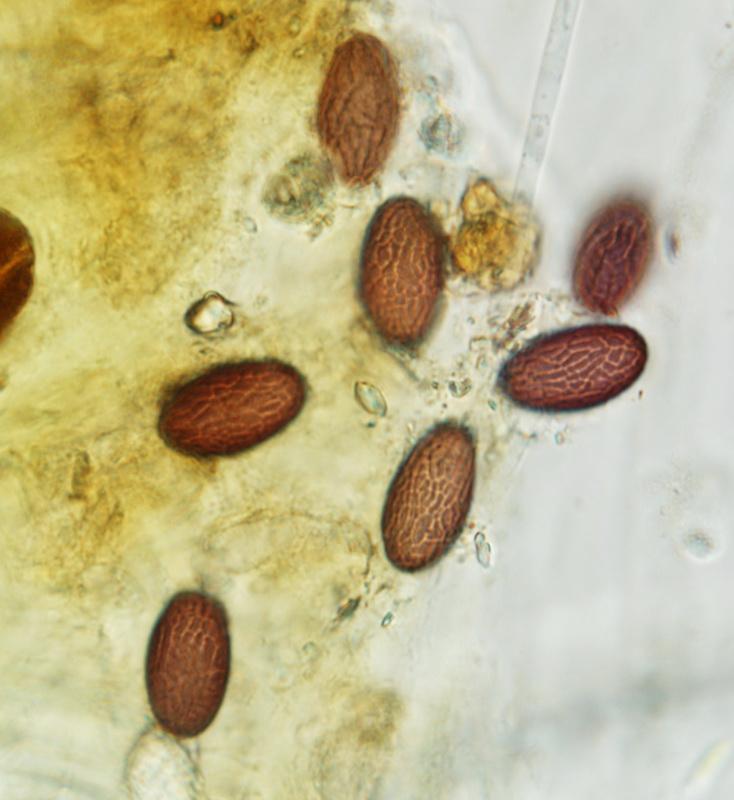 macrostoma