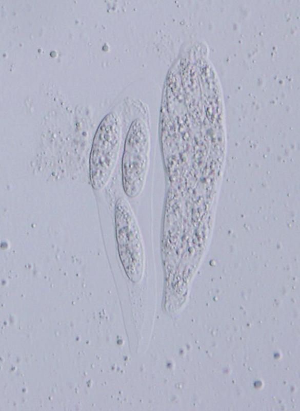 macrostoma