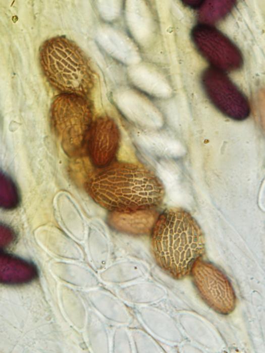 macrostoma