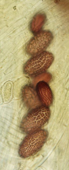 macrostoma