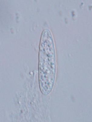 macrostoma
