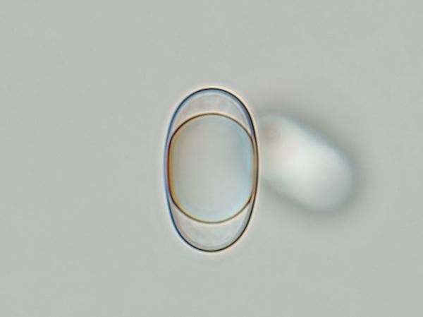 macrostoma