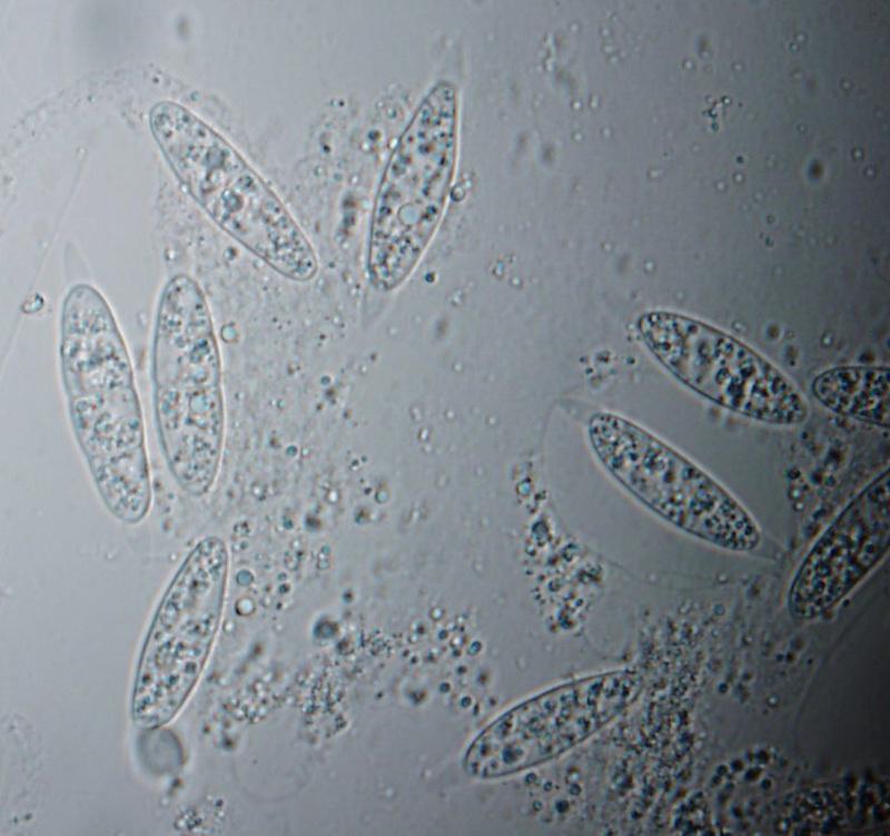 macrostoma
