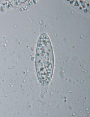 macrostoma