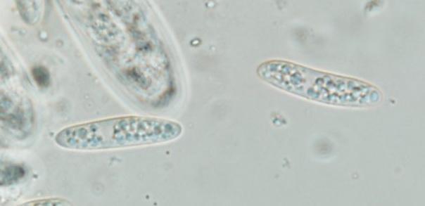 macrostoma