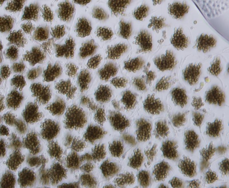 macrostoma