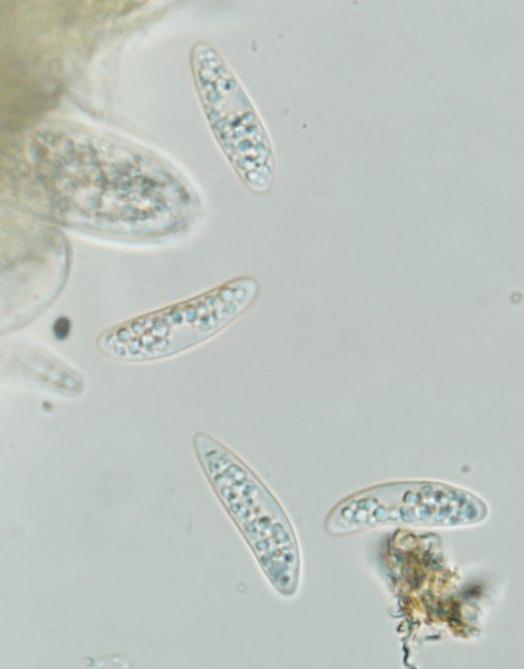 macrostoma