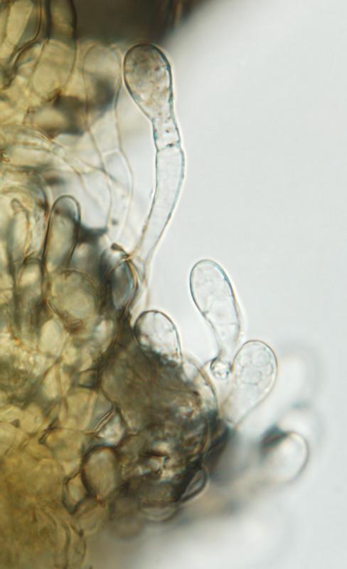 macrostoma