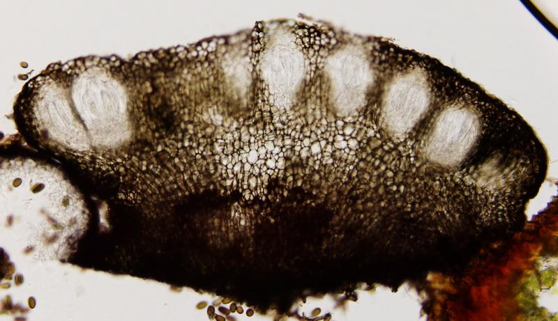 macrostoma