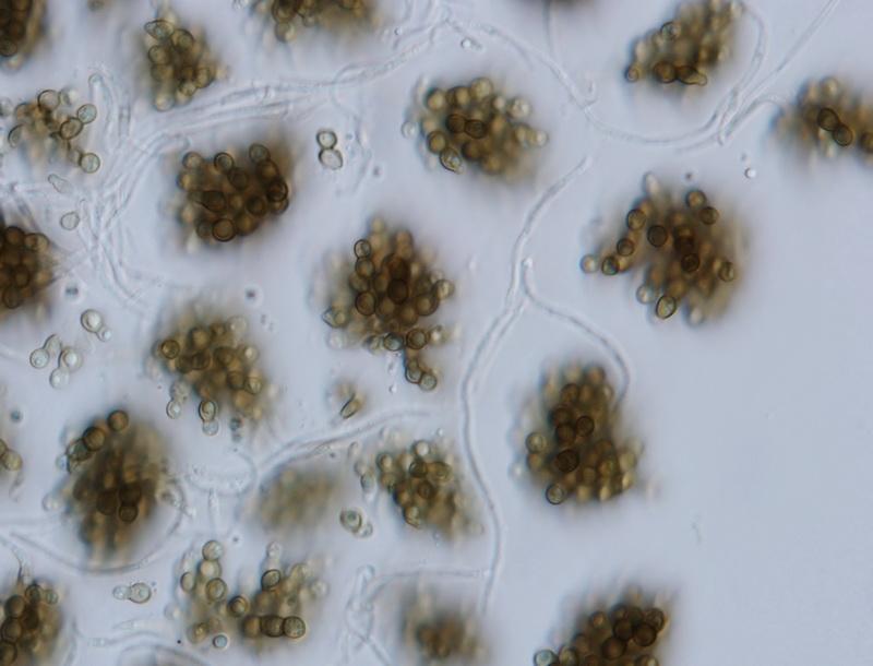 macrostoma