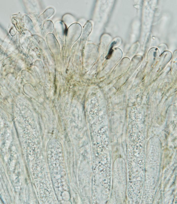 macrostoma