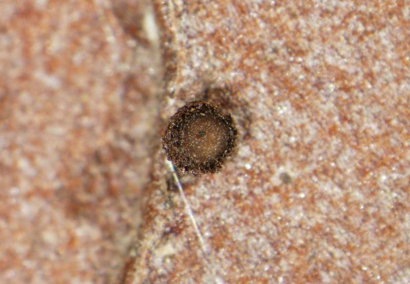 macrostoma