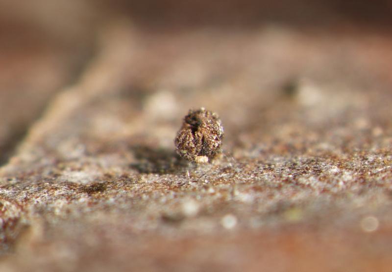 macrostoma